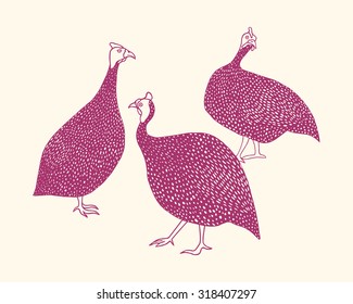 Vector illustration of hand drawn guinea fowl.