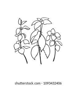 Vector illustration of hand drawn herbal twigs. Beautiful food design elements, ink drawing.