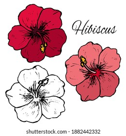 Vector illustration of hand drawn hibiscus contour and its coroed variants for logo, label, sticker, typography, icon, print etc.