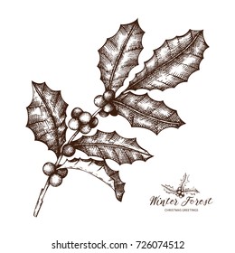 Vector illustration of hand drawn holly berries. Christmas decor elements. Vintage winter plants sketch. New year greeting card or invitation design. 