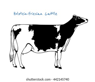 Vector illustration of hand drawn Holstein-Friesian cattle. Beautiful ink drawing of dairy cow.