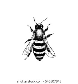 Vector illustration of hand drawn honey bee made in retro style. Beautiful ink drawing