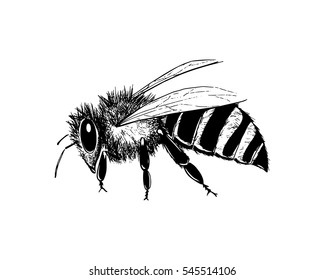 Vector illustration of hand drawn honey bee made in retro style. Beautiful ink drawing