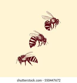 Vector illustration of hand drawn honey bee group made in retro style. Beautiful ink drawing