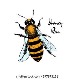 Vector illustration of hand drawn honey bee made in retro style. Beautiful ink drawing.