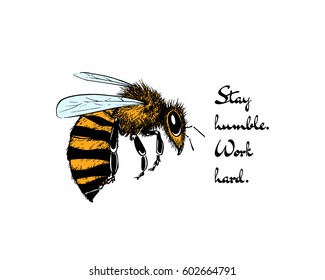 Vector illustration of hand drawn honey bee made in retro style. Beautiful ink drawing.