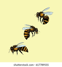 Vector illustration of hand drawn honey bees made in retro style. Beautiful ink drawing.