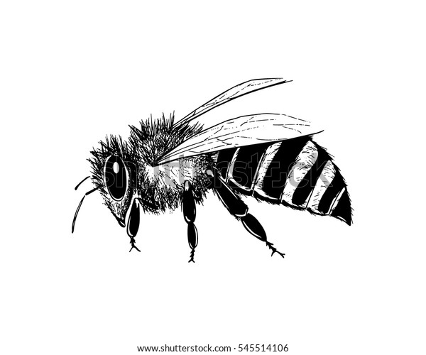 Vector Illustration Hand Drawn Honey Bee Stock Vector (royalty Free 