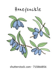 Vector illustration of hand drawn honeysuckle twigs. Beautiful floral design elements, ink drawing