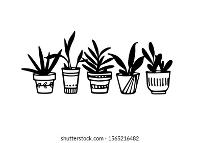 Vector illustration of hand drawn house plants in painted pots. Ink drawing, graphic style. Beautiful design elements.