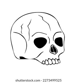 Vector illustration of a hand drawn human skull on a white background.
