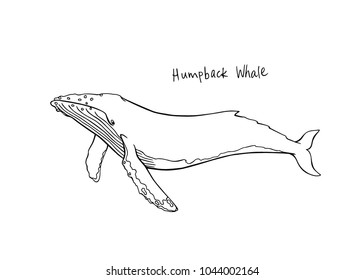 Vector illustration of hand drawn humpback whale. Beautiful ink drawing, heavy contour. Perfect design elements, marine animal illustration
