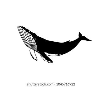 Vector illustration of hand drawn humpback whale. Beautiful ink drawing, heavy contour. Perfect design elements, marine animal illustration