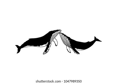 Vector illustration of hand drawn humpback whales. Beautiful ink drawing, heavy contour. Perfect design elements, marine animal illustration