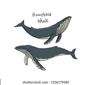 Vector illustration of hand drawn Humpback whales. Beautiful ink drawing, marine animal illustration. Perfect design elements.