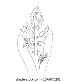Vector illustration. Hand drawn hyacinth isolated on white background. Outline flower are element for design invitation, postcard, letter, label, flyer, poster.