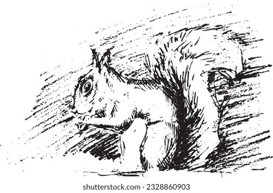 A vector illustration, of a hand drawn image of a squirrel, in black and white