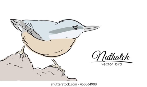Vector illustration: Hand drawn isolated color Nuthatch on white background. Line design. Sketch