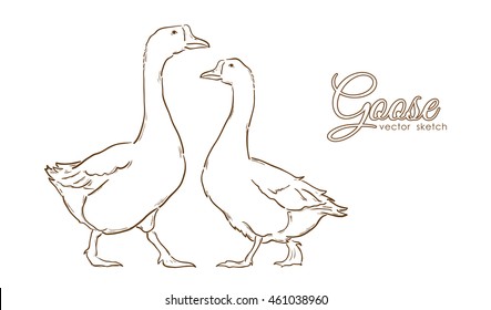 Vector illustration: Hand drawn isolated Geese on white background. Line design