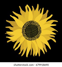 a vector illustration of hand drawn isolated sunflower in cartoon style; a national flower of Ukraine; an agricultural plant