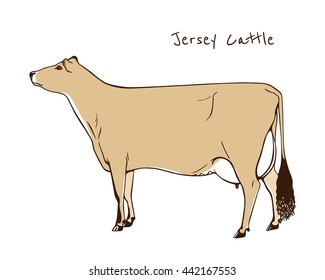 jersey cow images stock photos vectors shutterstock https www shutterstock com image vector vector illustration hand drawn jersey cattle 442167553