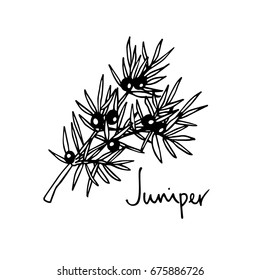 Vector illustration of hand drawn juniper twig. Beautiful floral design elements, ink drawing