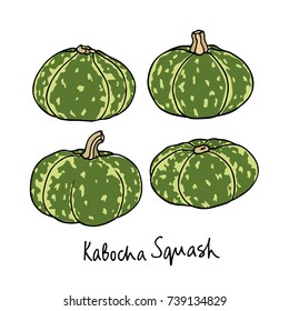 Vector illustration of hand drawn Kabocha squash. Ink drawing, beautiful vegetarian design elements.