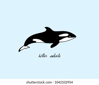 Vector illustration of hand drawn killer whale. Beautiful ink drawing, heavy contour. Perfect design elements, marine animal illustration