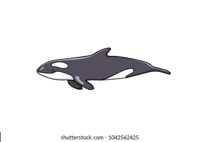 Vector illustration of hand drawn killer whale. Beautiful ink drawing, heavy contour. Perfect design elements, marine animal illustration