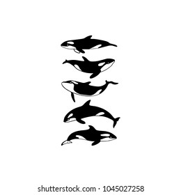 Vector illustration of hand drawn killer whale group. Beautiful ink drawing, heavy contour. Perfect design elements, marine animal illustration