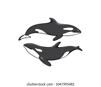 Vector illustration of hand drawn killer whale group. Beautiful ink drawing, heavy contour. Perfect design elements, marine animal illustration