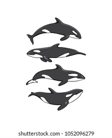 Vector illustration of hand drawn killer whale group. Beautiful ink drawing, heavy contour. Perfect design elements, marine animal illustration