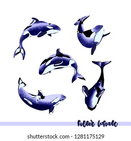 Vector illustration of hand drawn killer whale group isolated on white backround. Perfect design elements, marine animal illustration