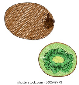Vector illustration of hand drawn kiwi fruit in marker scribble style
