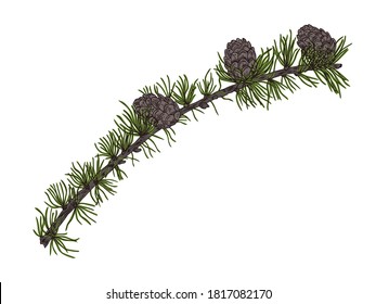 Vector illustration of the hand drawn larch branch with cones isolated on white background