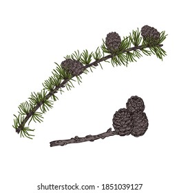Vector illustration of hand drawn larch branches isolated on white background