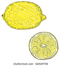 Vector illustration of hand drawn lemon fruit in marker scribble style