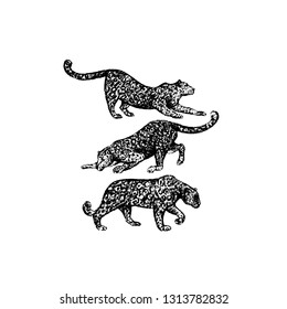 Vector illustration of hand drawn leopards made with black chalk. Beautiful drawing, hand drawn portrait of a graceful animals.