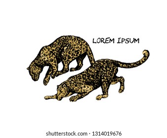 Vector illustration of hand drawn leopards made with black chalk. Beautiful drawing, hand drawn portrait of a graceful animals.