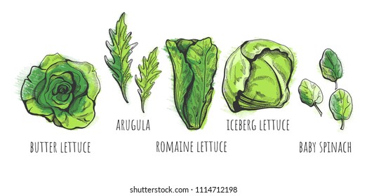 Vector illustration of a hand drawn lettuce types: butter, romaine, iceberg, baby spinach, arugula salads with labels. Vintage style with color underlay.