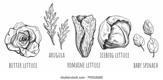 Vector illustration of a hand drawn lettuce types: butter, romaine, iceberg, baby spinach, arugula salads with labels. Vintage style