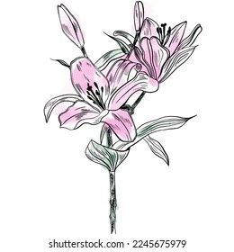 Vector illustration hand drawn lily flower