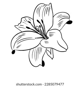 Vector illustration hand drawn lily flower, line art