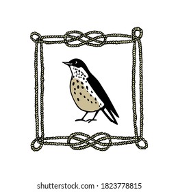 Vector illustration of hand drawn little bird with grey breast in nautical rope frame made with ink. Perfect animal and Christmas design elements.