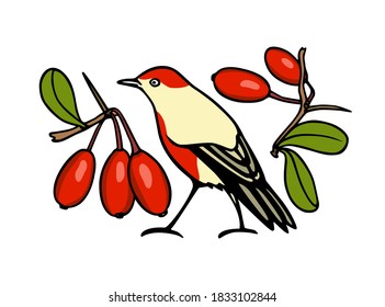 Vector illustration of hand drawn little bird with red breast with ripe barberry twigs made with ink. Perfect animal and Christmas design elements. 