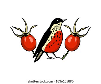 Vector illustration of hand drawn little bird with red breast with ripe barberry twigs made with ink. Perfect animal and Christmas design elements. 
