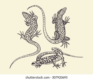 Vector illustration of hand drawn lizards. Beautiful animalistic design elements. Pen and ink technique.