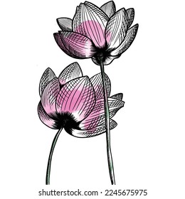 Flor de loto dibujada a mano