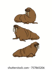 Vector illustration of hand drawn lovely walruses. Beautiful ink drawing, animal illustration