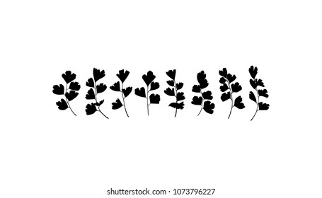 Vector illustration of hand drawn Maidenhair Fern twig set. Beautiful floral design elements,  ink drawing.
